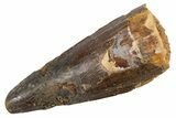 Juvenile Fossil Spinosaurus Tooth - Real Dinosaur Tooth #345898-1